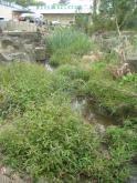 lots of vegetation in the waterway at YDI838