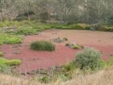 red coloured Azolla fern on surface of shallow water just upstream of Buckley Falls weir. Water hardly flowing.