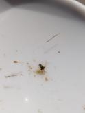 Unidentified tiny caddis 3-4 mm long..very messy case with algae, tiny sticks and ? sand