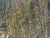 Algae and Blunt Pondweed in-stream