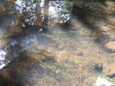 Algae in river covering Blunt Pondweed