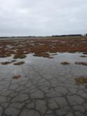 Recent rain now covering dry lake bed
