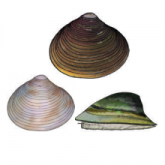 Freshwater mussels and clams