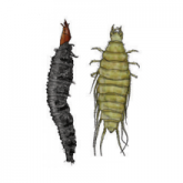 Scavenger beetle larvae