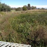 Lots of vegetation around the wetland outlet