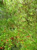 Red berry and mountain pepper vegetation - Falls Reserve.