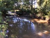 5 Mile Creek @ Childrens' Park Upstream