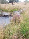 Banks protected by thick weed, grass and shrub coverage