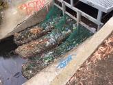 This is the drain feeding the site. Most debris plastic drink bottles
