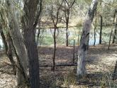 Site - Murray River Mildura