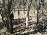 Site Photo, Murray River near Sandilong Creek, Riverside Golf Club, Mildura