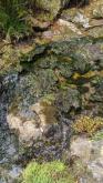 Algae in creek