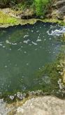 Algae in creek