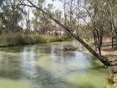 Upstream. Murray River, Mildura