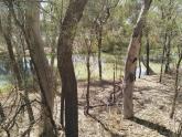 Site Photo, A Creek off Murray River, Mildura