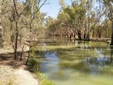 Downstream, A Creek off Murray River, Mildura