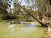 Upstream, A Creek off Murray River, Mildura