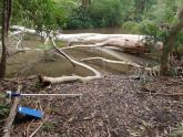 Fallen tree at sample site affecting water flow pattern