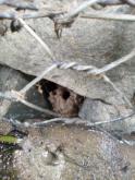 Burrowing Crayfish active burrow