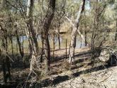 Tributary of Murray River, Mildura, Site