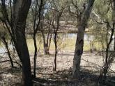 Site photo, Billabong, Murray River, Mildura