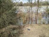 Near Levy Bank, Kings Billabong, Murray River, Mildura