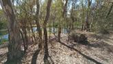 Site photo, Sandilong Creek inflow, Murray river, Mildura
