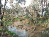 Hook up trees over creek near monitoring spot