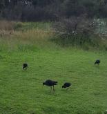Purple Swamphens with young