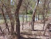 Site photo, Creek off Murray River near Riverside Golf Club, Mildura