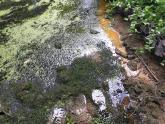 View of duckweed, green and brown algal bloom