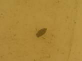 water beetle in water sample in bucket