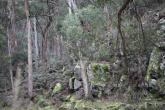 Kangaroo Creek riparian zone