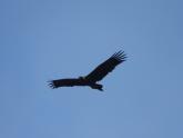Wedge-tailed Eagle at Res