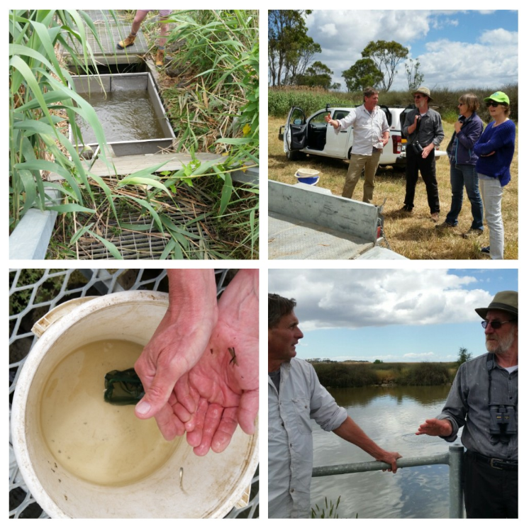 Barwon EstuaryWatch volunteers monitoring water quality for the Index of Estuary Condition at the lower Barwon barrage – the uppermost extent of the Barwon estuary. Here they met fish ecologist Justin O’Connor from Arthur Rylah Institute who took time to explain his work monitoring the effectiveness of the Barwon fishway. The EstuaryWatch volunteers enjoyed measuring IEC parameters, learning more about fish fauna and the fishway, and visiting this special reach of the Barwon River.