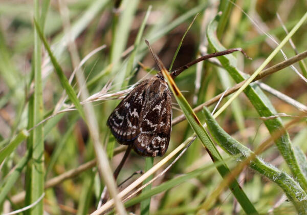 Golden Sun Moth