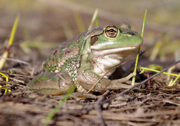 Growling Grass Frog
