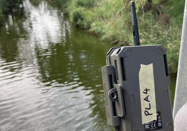 Baccus Marsh Platypus Monitoring With Ai