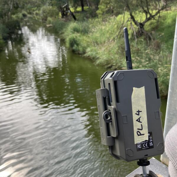 Baccus Marsh Platypus Monitoring With Ai