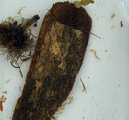 Sleeping Bag Caddisfly