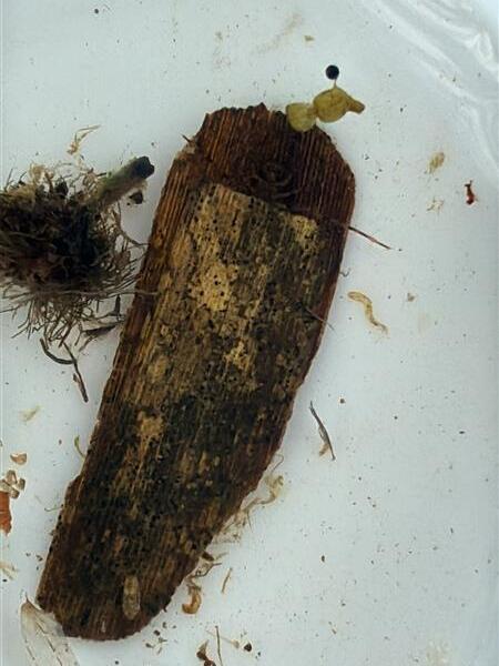Sleeping Bag Caddisfly