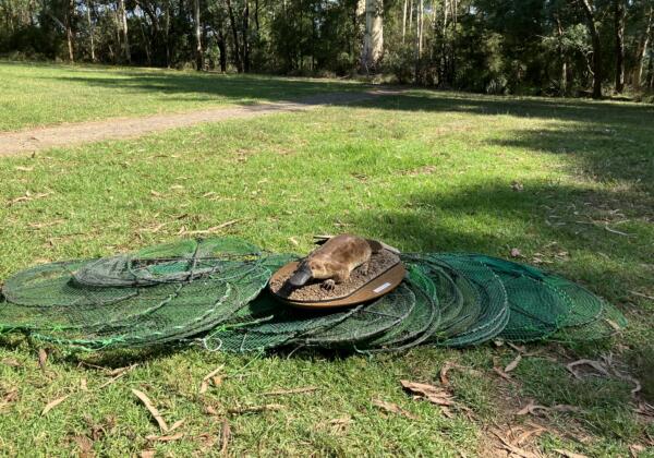 Illegal fishing traps