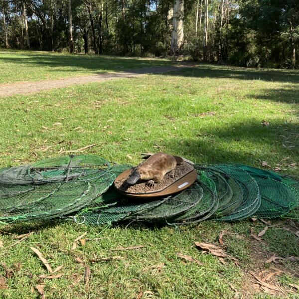 Illegal fishing traps