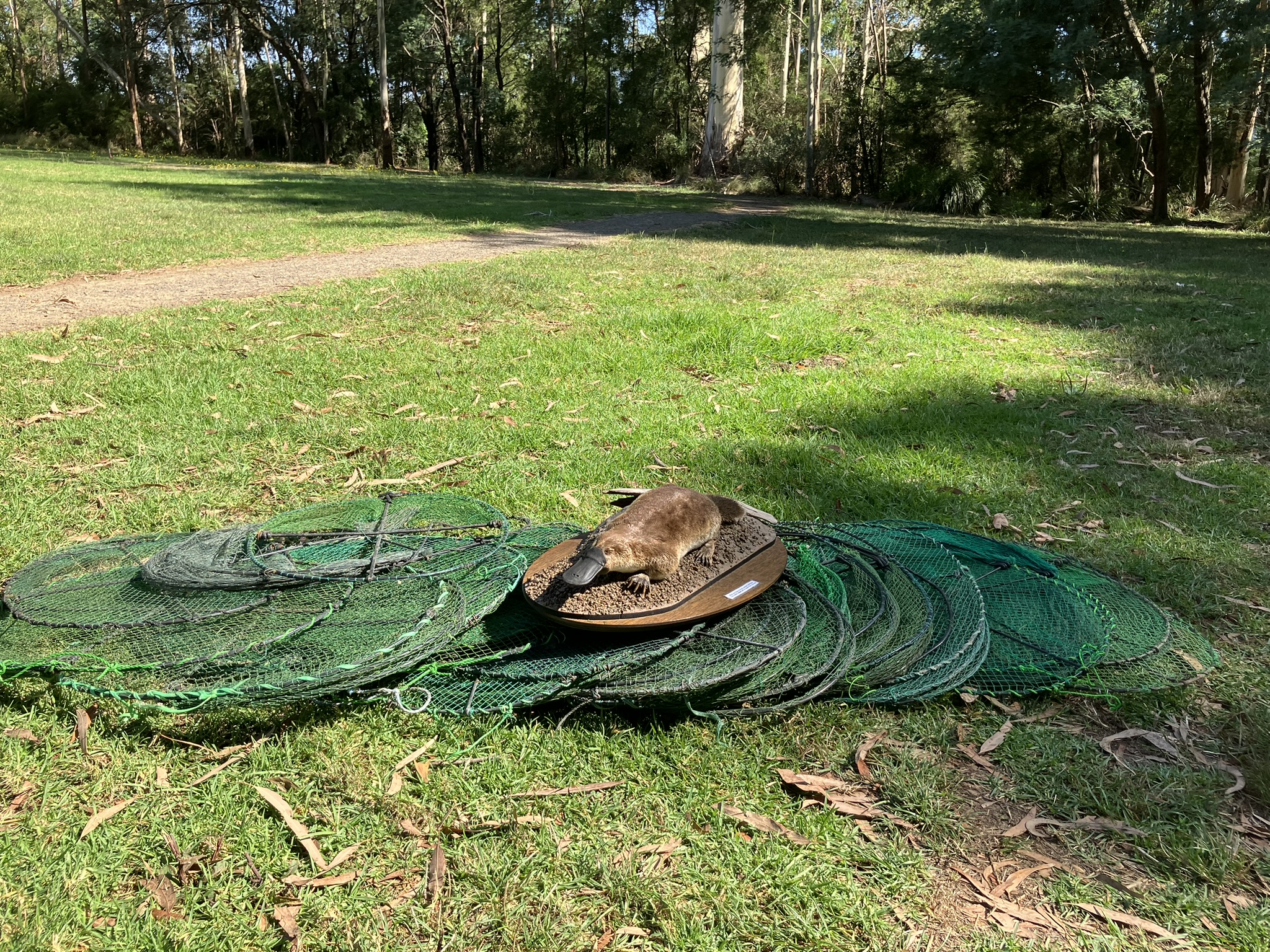 Illegal fishing traps