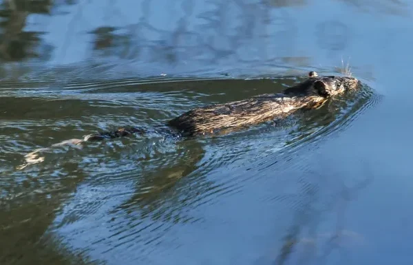 Rikali Photo By James Pettit